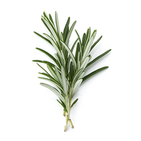 ROSEMARY