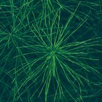 IRISH HORSETAIL EXTRACT