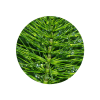 IRISH HORSETAIL EXTRACT