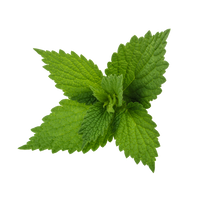 WHITE NETTLE