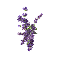 LAVENDER OIL