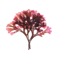 CARRAGEEN MOSS