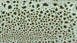 LG7 Sample in Opaque White-Antique Green