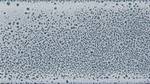 LG12 Sample in Shell-Dove