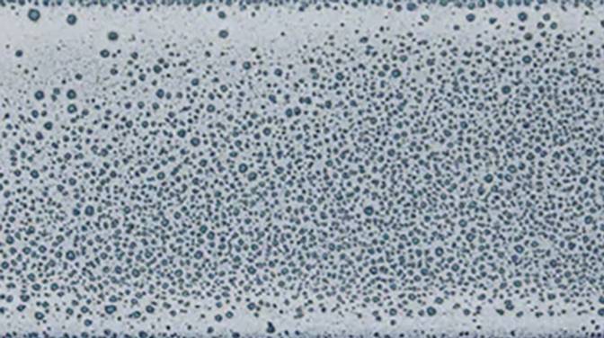 LG12 Sample in Shell-Dove