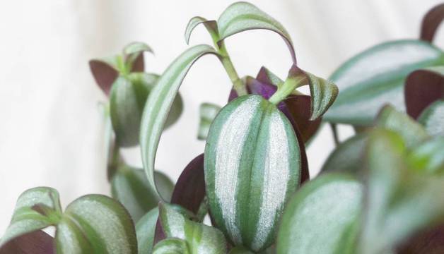 Tradescantia Zebrina foliage Leaf Envy