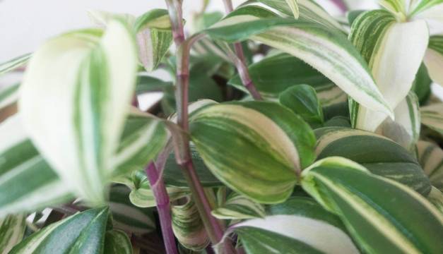 Quadricolour leaves Leaf Envy