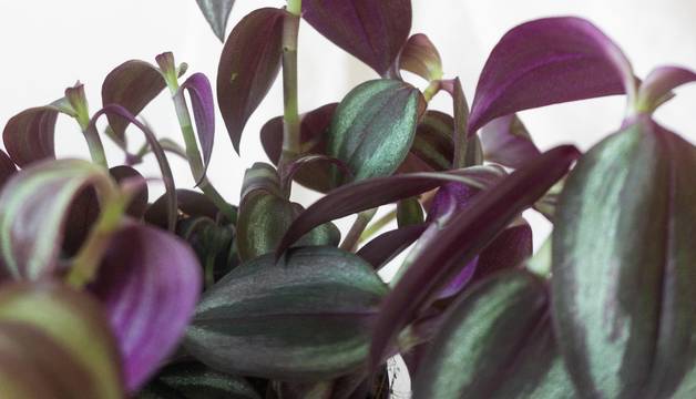 Tradescantia Plant mix House plants by Leaf Envy