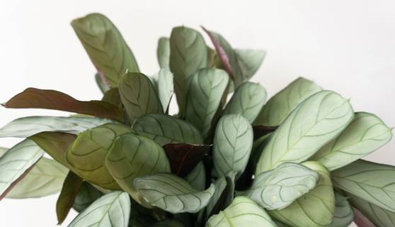 calathea amagris indoor houseplant plant leaf envy