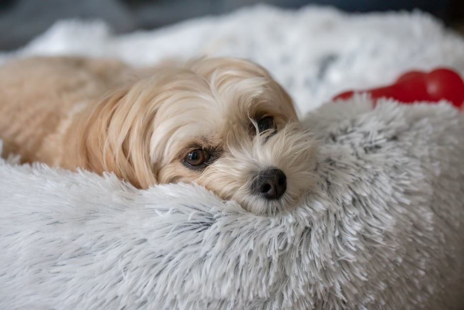 Stain remover for outlet white dogs