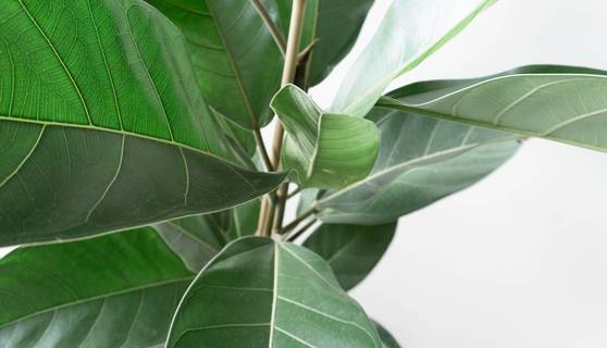 Ficus Benghalensis Roy by Leaf Envy