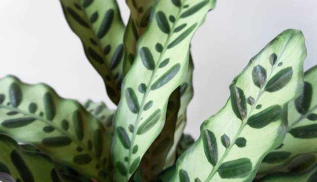 calathea rattlesnake leaf envy plant indoors