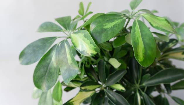 schefflera gold capella leaf envy plant