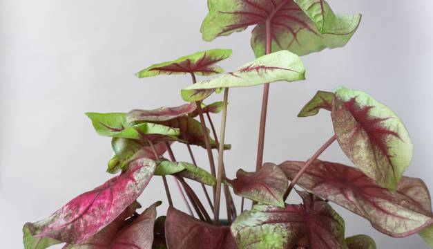 caladium lemon blush leaf envy