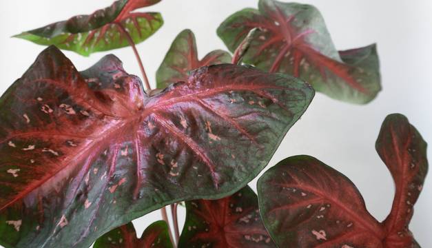 caladium flash fast leaf envy plant
