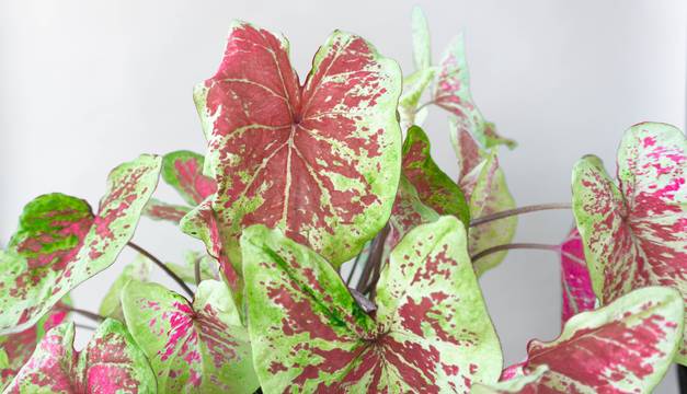 caladium raspberry moon leaf envy indoor plant