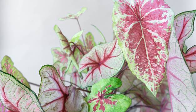 caladium moon & summer breeze leaf envy indoor plant