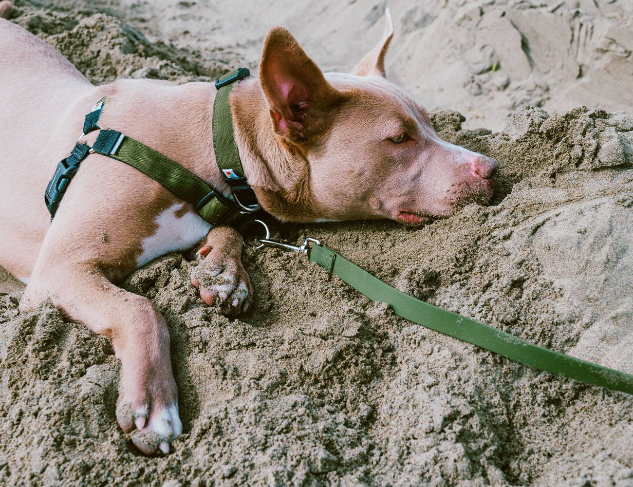 Wildebeest dog outlet harness