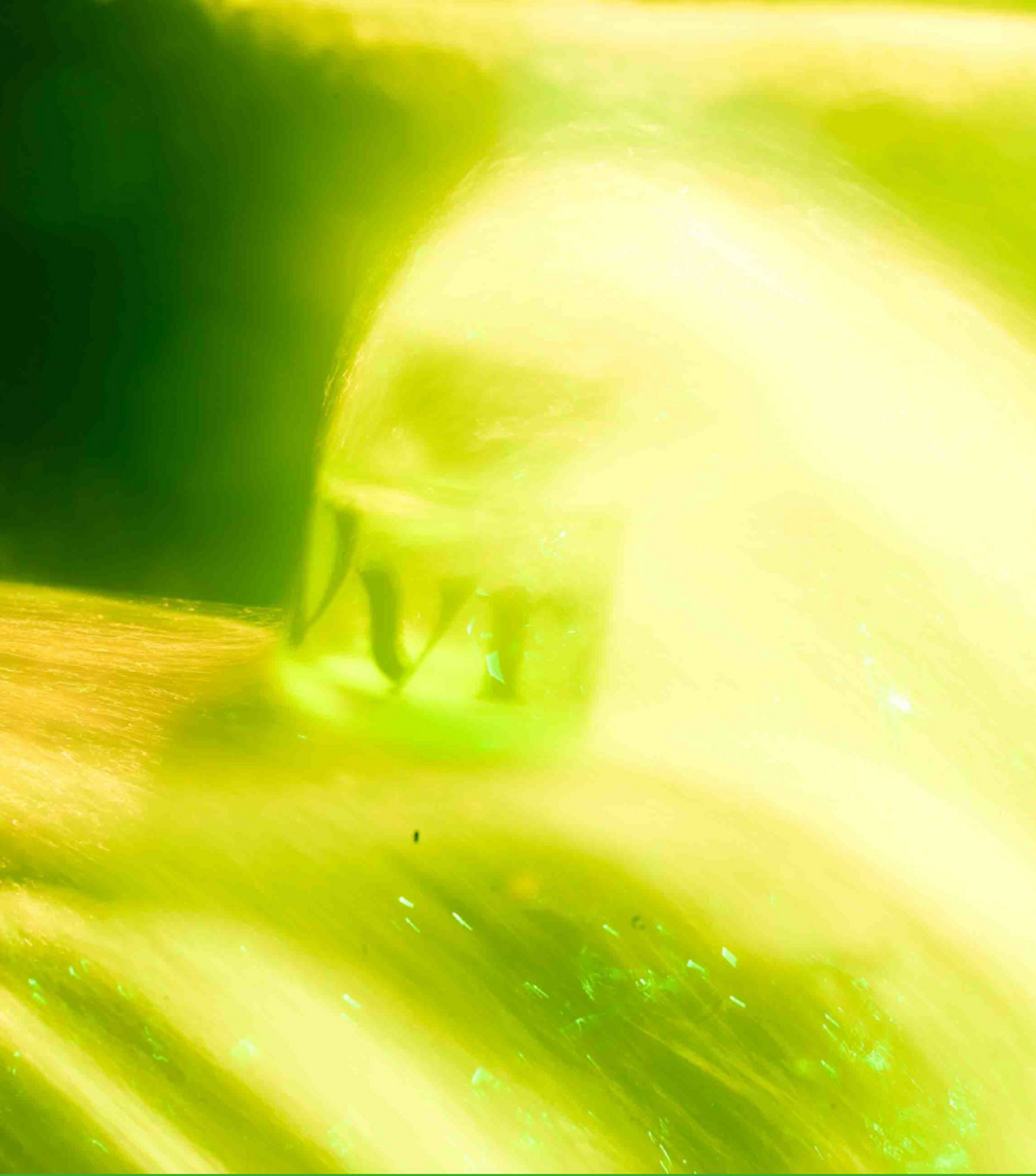 I Am Verdant