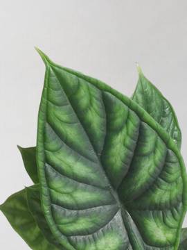 Alocasia Dragon Scale Houseplant