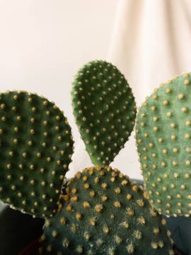 Cactus Collection Indoor plants by Leaf Envy Online Delivery Bunny-Eared Cactus, Desert Candle Cactus, Road Kill Cactus
