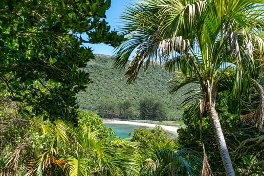 Lord Howe Island Australia Plant Bio Kentia Palm