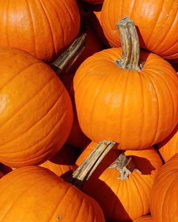 A close up photo of pumpkins
