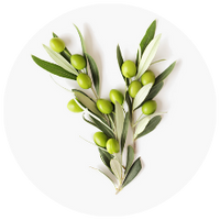 Benolea® Olive Leaf Extract  