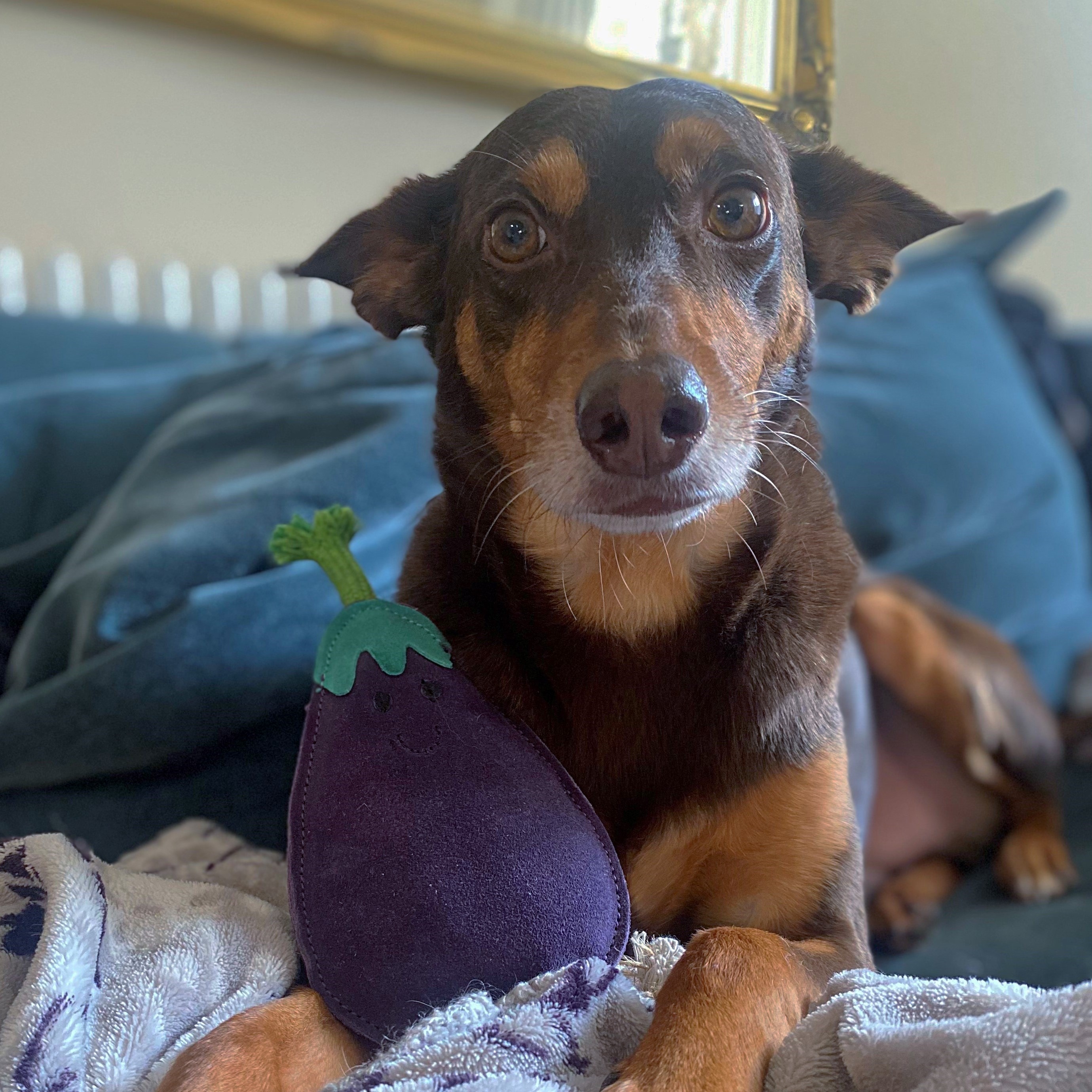 Austin the Aubergine, Eco Dog Toy – Green and Wilds - Retail