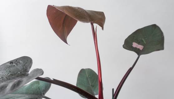 Philodendron Pink Princess House Plants By Leaf Envy