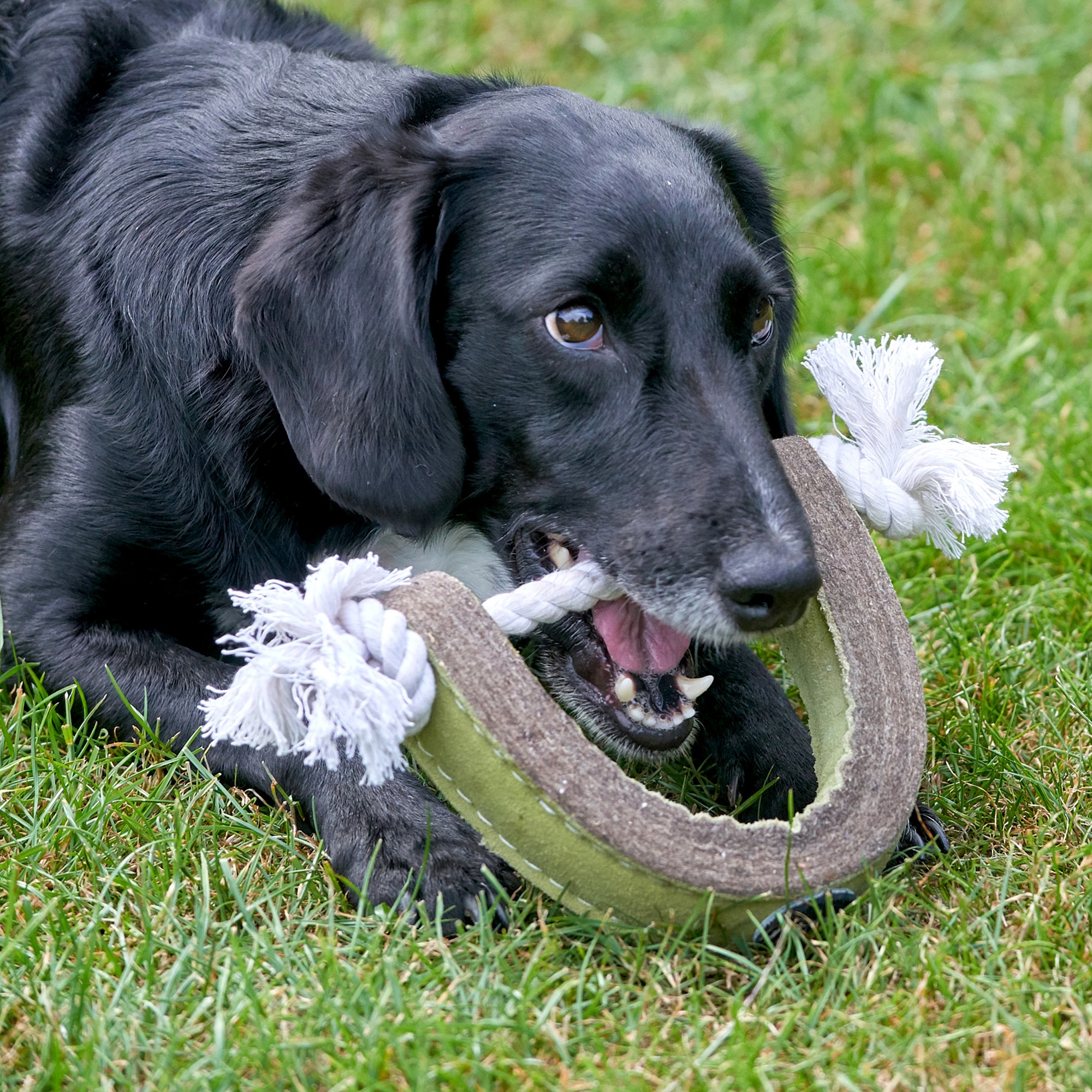 Push Me Pull Me Eco Tug Toy for Dogs 100 Recyclable Sustainable Green and Wilds Retail