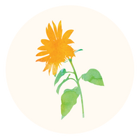 Sunflower Seed Oil