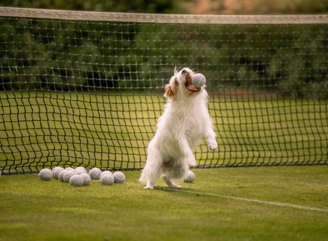 Are Tennis Balls Safe for Dogs to Play With?