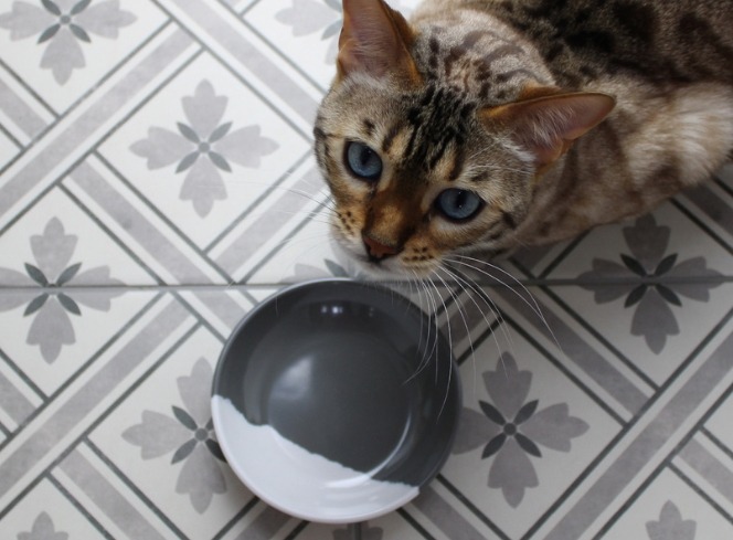 Cat Dehydration: Symptoms & How to Prevent It