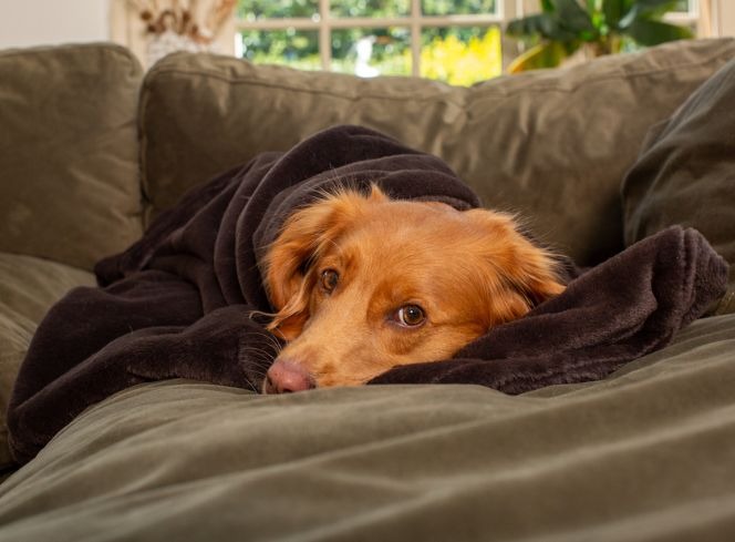 Dog Depression Symptoms: How to Keep Your Dog Happy & Healthy