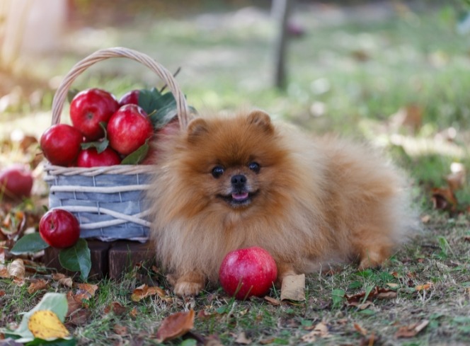 Can My Dog Eat Apples? Are Apples Good for Dogs?