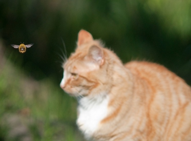 What to Do When Your Cat Is Stung by a Bee or Wasp