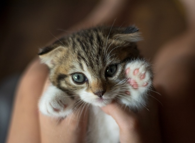 Different Growth Stages of Cats