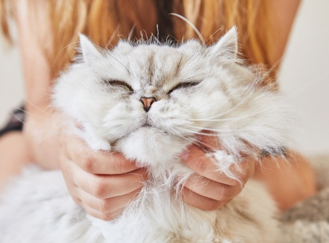 Does My Cat Love Me? How to Tell If Your Cat Is Your Biggest Fan