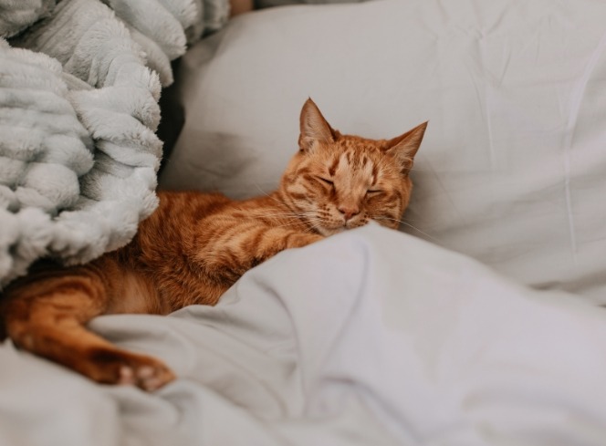 Why Does My Cat Sleep on My Bed? Getting Your Cat to Sleep on Its Own Bed