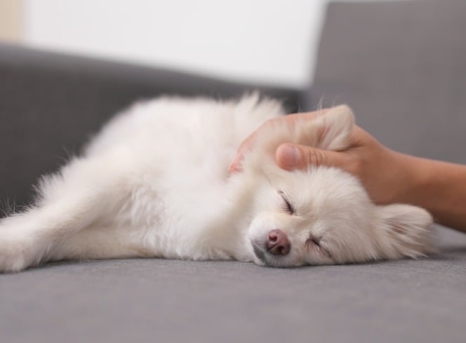 How to Massage Your Dog for Relaxation