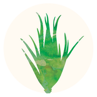 Aloe