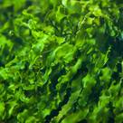 KELP ALGAE (ASCOPHYLLUM NODOSUM)