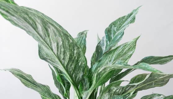 Variegated Peace Lily House Plants By Leaf Envy