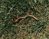 Wormery composting with EvenGreener