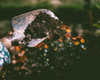 Compost with EvenGreener