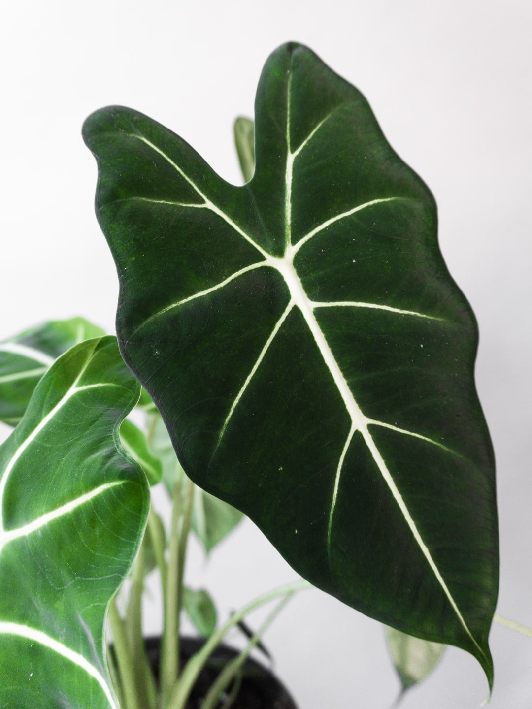 Green velvet store alocasia