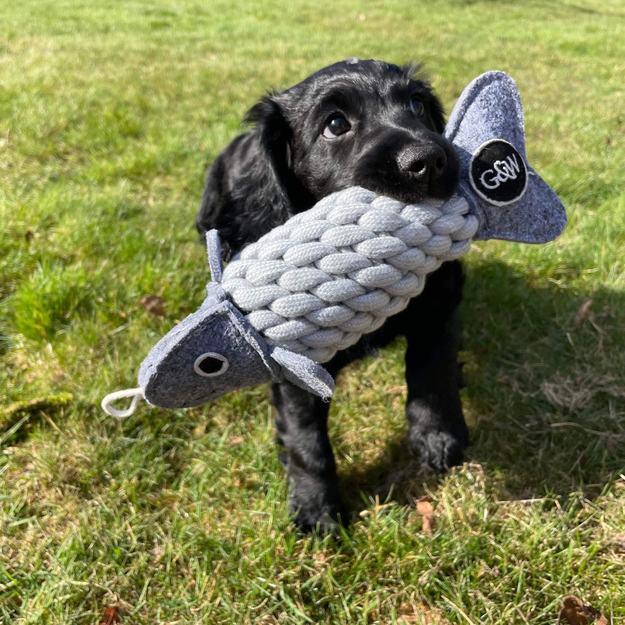 Roger the Ropefish Eco Dog Toy Green and Wilds Retail