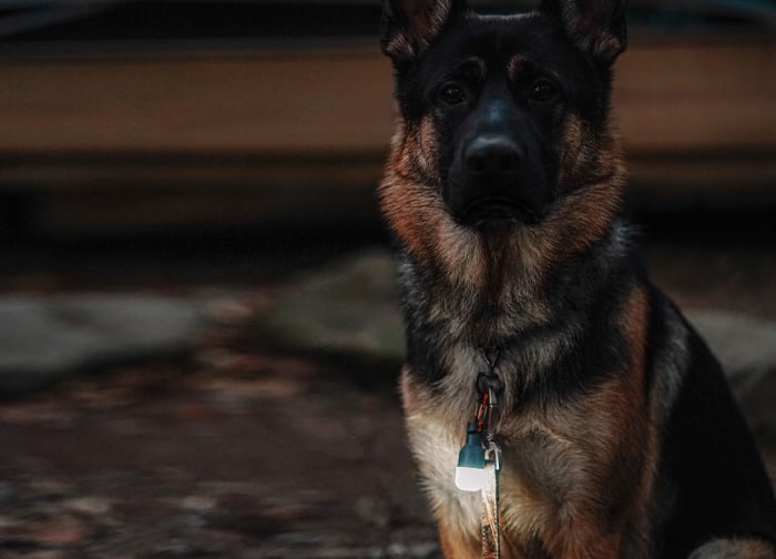 A German Shepherd sits in low light, wearing a collar with a small light attached, highlighting its features.