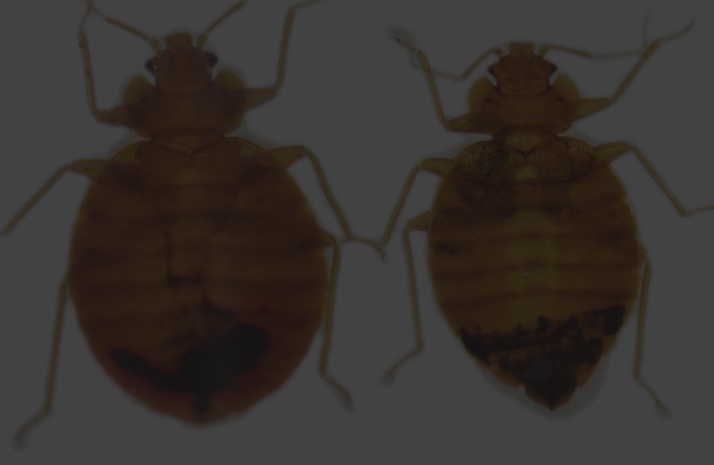 70K Max Bed Bug Treatment Heater